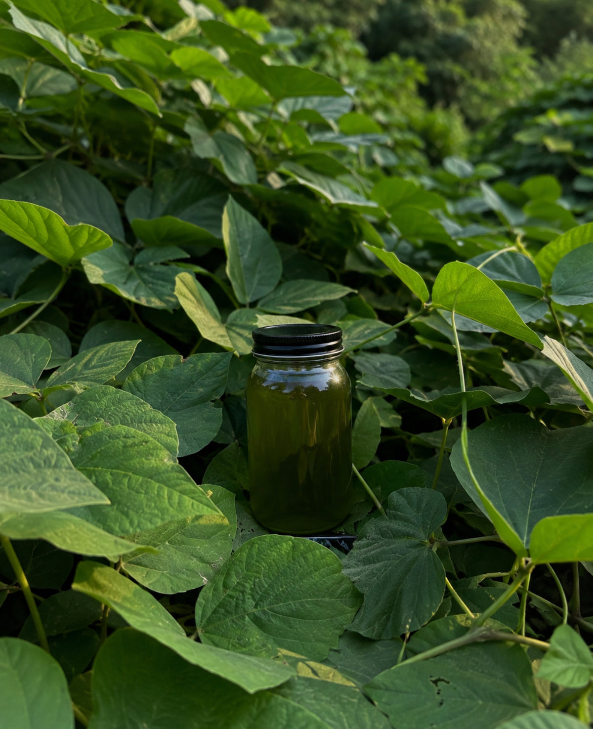 *Kudzu Root Oil